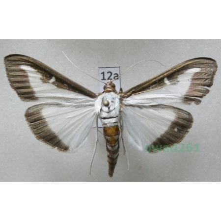 Cydalima perspectalis (Walker, 1859) Poland12a